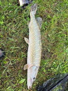 Northern Pike