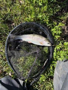 Rainbow Trout
