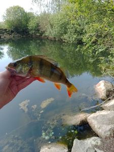 European Perch