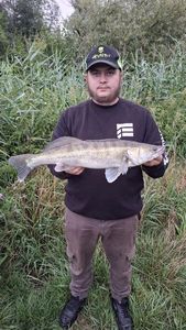 Zander