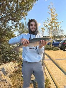 Thicklip Grey Mullet