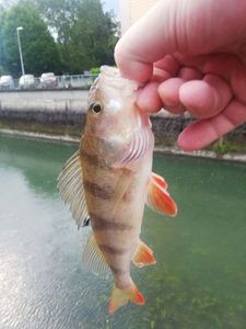 European Perch
