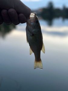 Largemouth Bass