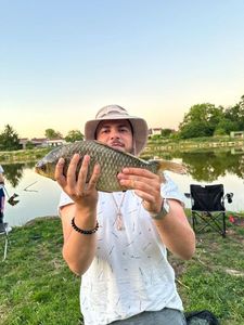 Crucian Carp
