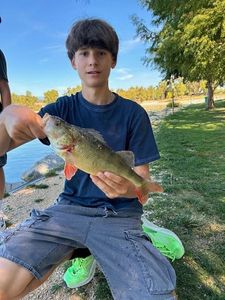 European Perch