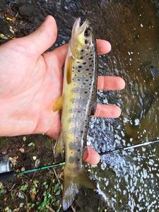 Brown Trout