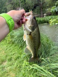 Largemouth Bass