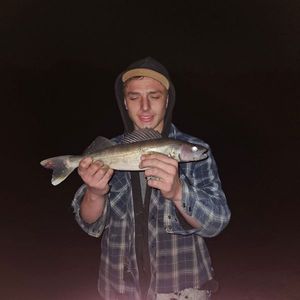 Walleye