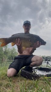 Common Carp