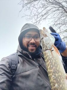 Northern Pike