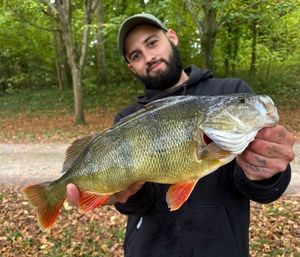 European Perch