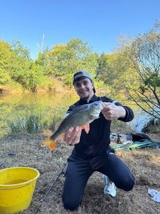 European Perch