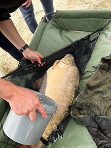 Mirror Carp