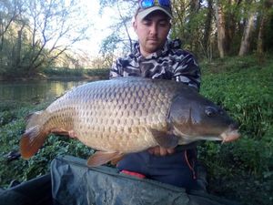 Common Carp