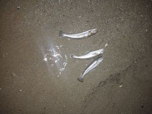 Whiting