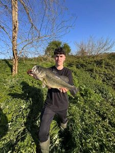 Largemouth Bass