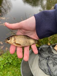 Crucian Carp