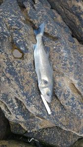 European Bass (Seabass)