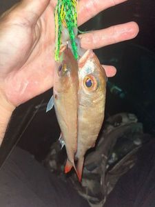 Blackspot Seabream