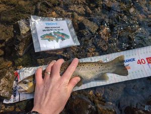 Brown Trout