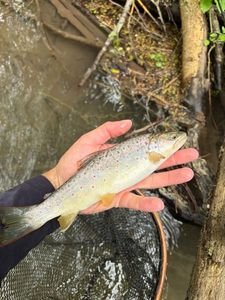 Brown Trout