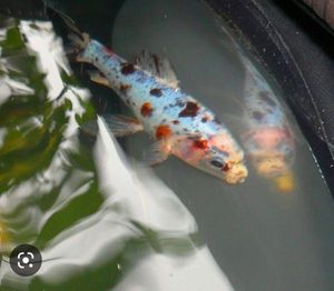 Koï Fish