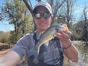 Largemouth Bass