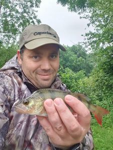 European Perch