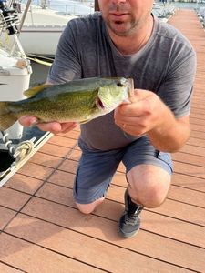 Largemouth Bass