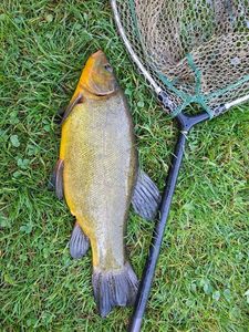 Tench