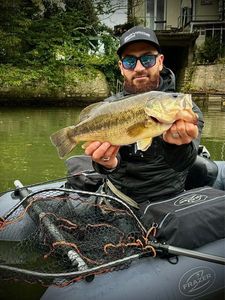 Largemouth Bass