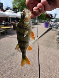 European Perch