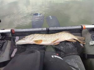 Northern Pike