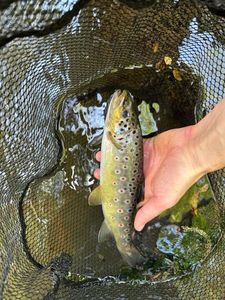 Brown Trout