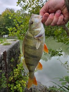 European Perch