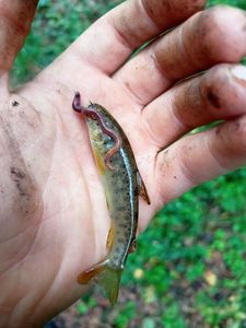 Cutthroat Trout