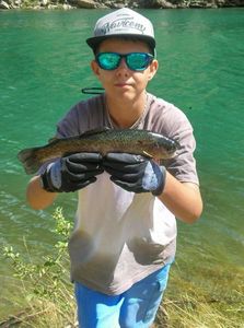 Rainbow Trout