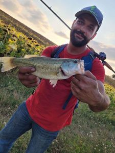 Largemouth Bass