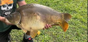 Mirror Carp