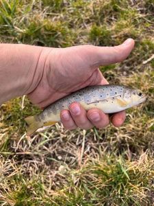 Brown Trout