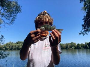 European Perch