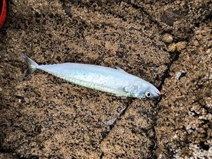 Mackerel