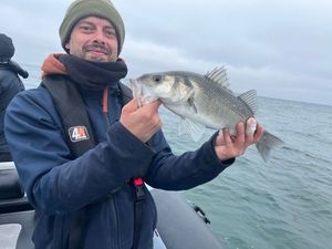 European Bass (Seabass)
