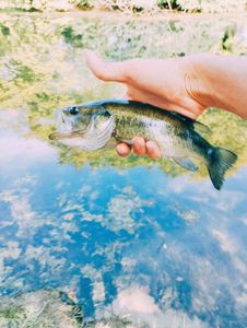 Largemouth Bass