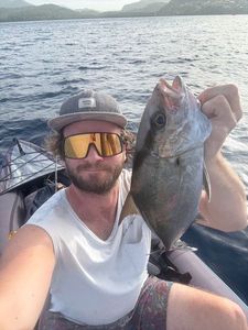 Greater Amberjack