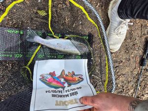 Rainbow Trout