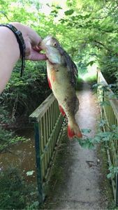 European Perch