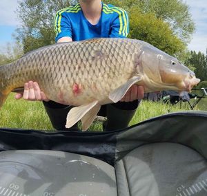 Common Carp