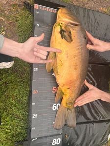 Leather Carp