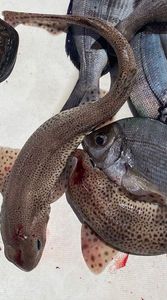 Lesser Spotted Dogfish (Small Spotted Catshark)